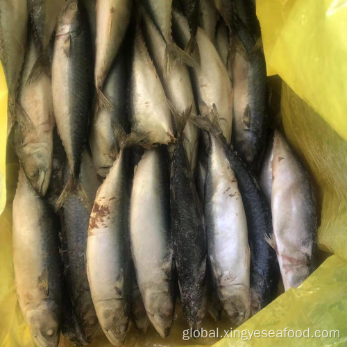 Frozen Pacific Mackerel Frozen Fish Whole Round Mackerel 200-300 Manufactory